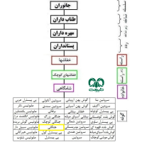 گونه خفاش جنگلی معمولی  Noctule